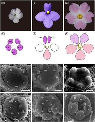 Genetic Analysis of Floral Symmetry Transition in African Violet Suggests the Involvement of Trans-acting Factor for CYCLOIDEA Expression Shifts